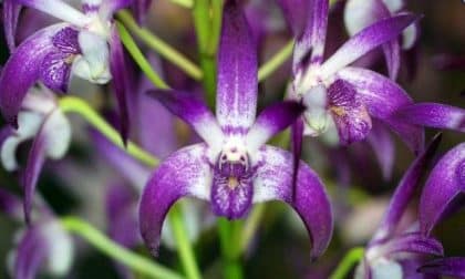 australian native orchid dendrobium