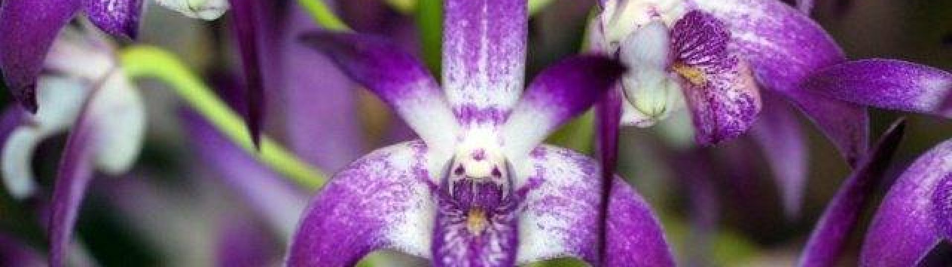 australian native orchid dendrobium